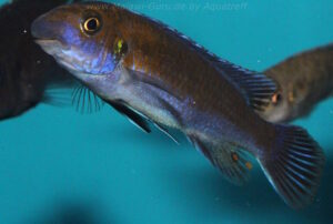 Labeotropheus trewavasae 'Lion's Cove'